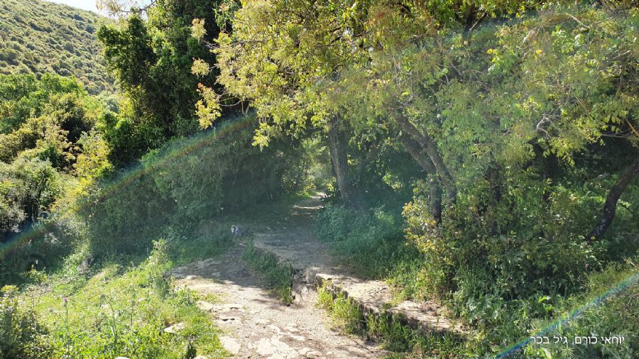 סובב הר מירון